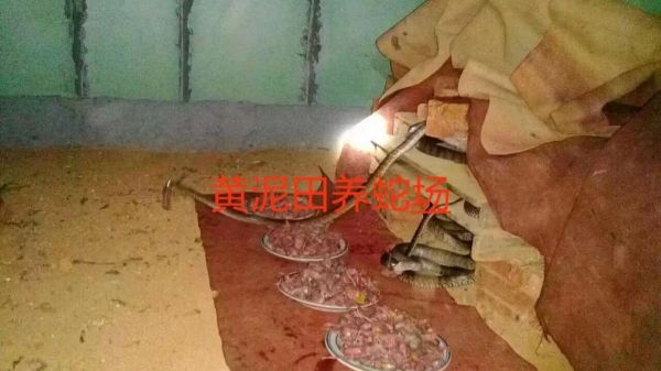 養(yǎng)蛇培訓基地是什么